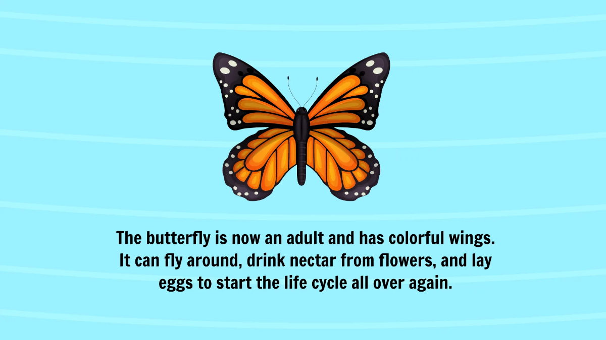 Free Life Cycle of A Butterfly Template to Edit Online
