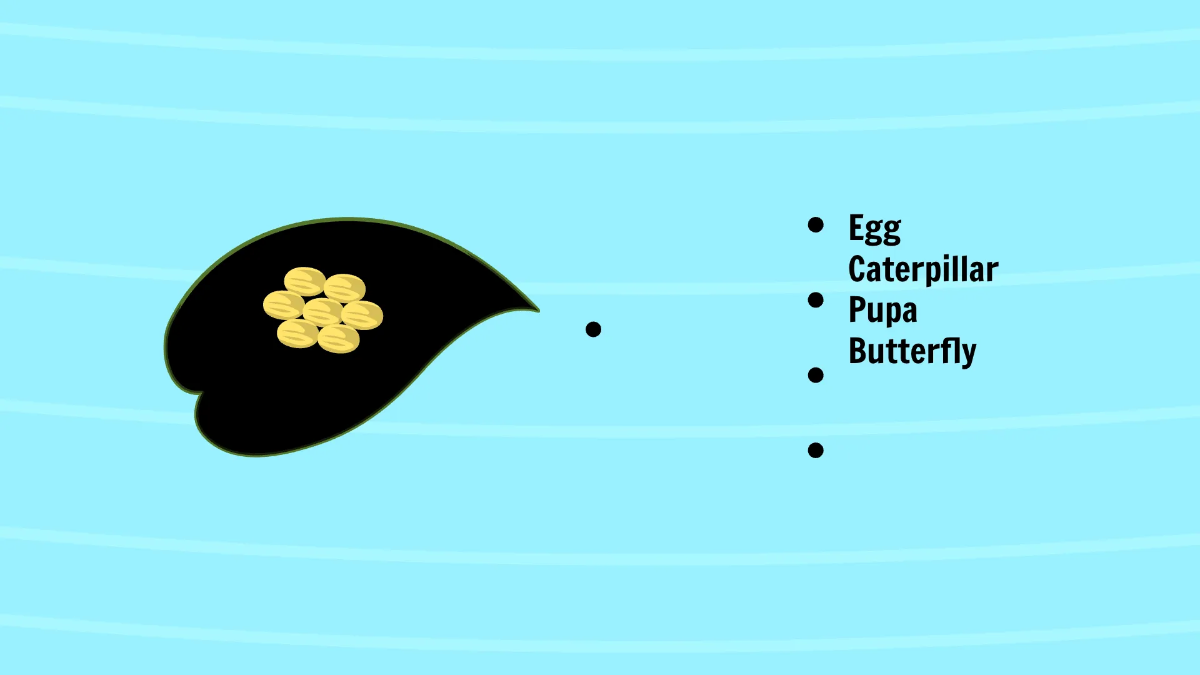 Free Life Cycle of A Butterfly Template to Edit Online