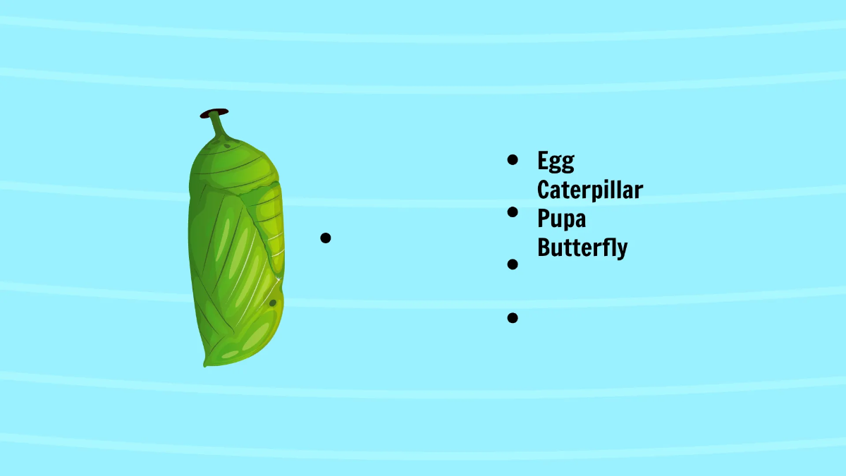 Free Life Cycle of A Butterfly Template to Edit Online