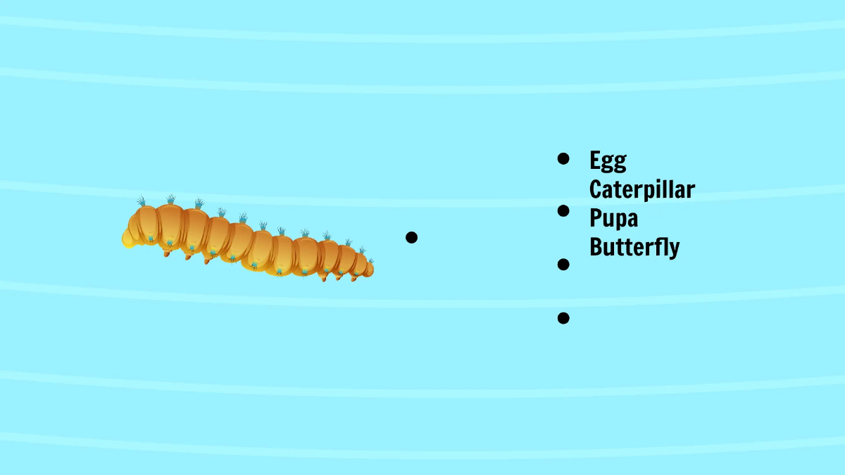 Free Life Cycle of A Butterfly Template to Edit Online