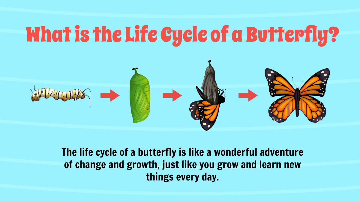 Free Life Cycle of A Butterfly Template to Edit Online