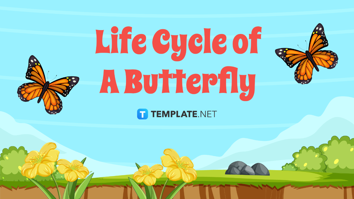 Life Cycle of A Butterfly Template