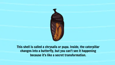 Free Life Cycle of A Butterfly Template to Edit Online
