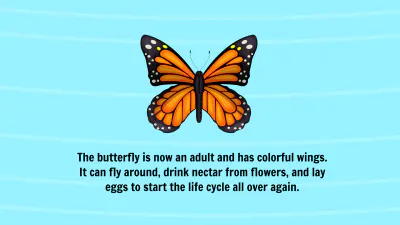 Free Life Cycle of A Butterfly Template to Edit Online