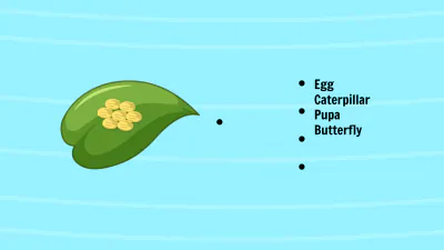 Free Life Cycle of A Butterfly Template to Edit Online