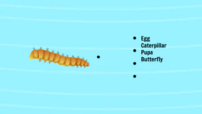 Free Life Cycle of A Butterfly Template to Edit Online