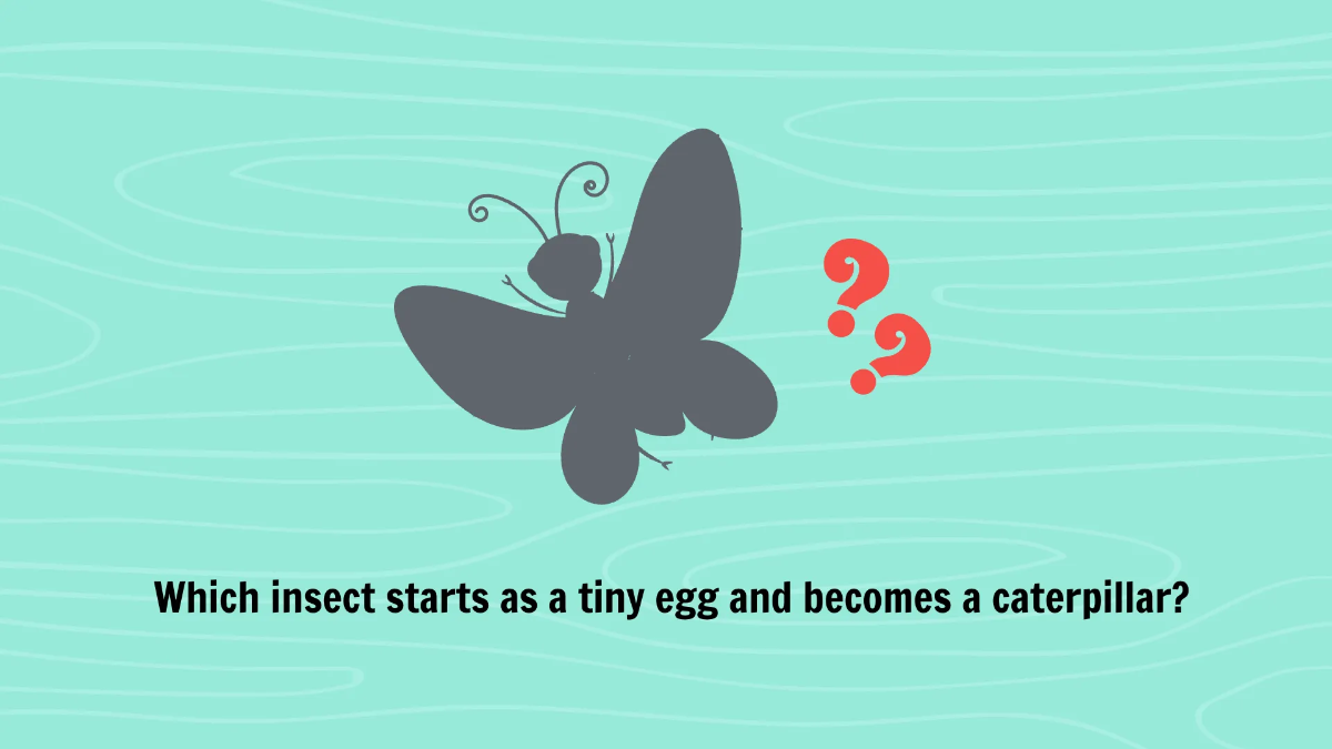 Free Common Insects and Their Characteristics Template to Edit Online