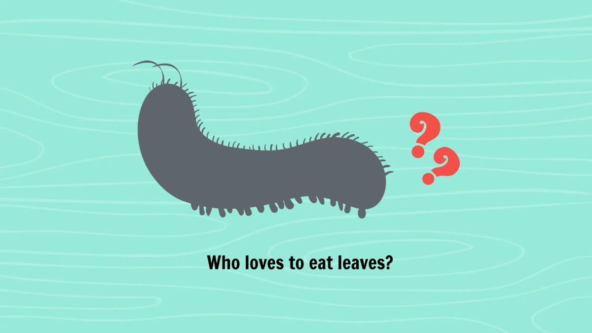 Free Common Insects and Their Characteristics Template to Edit Online