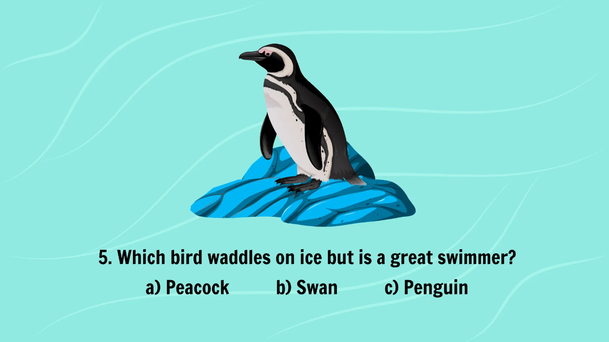 Free Introduction to Different Types of Birds Template to Edit Online