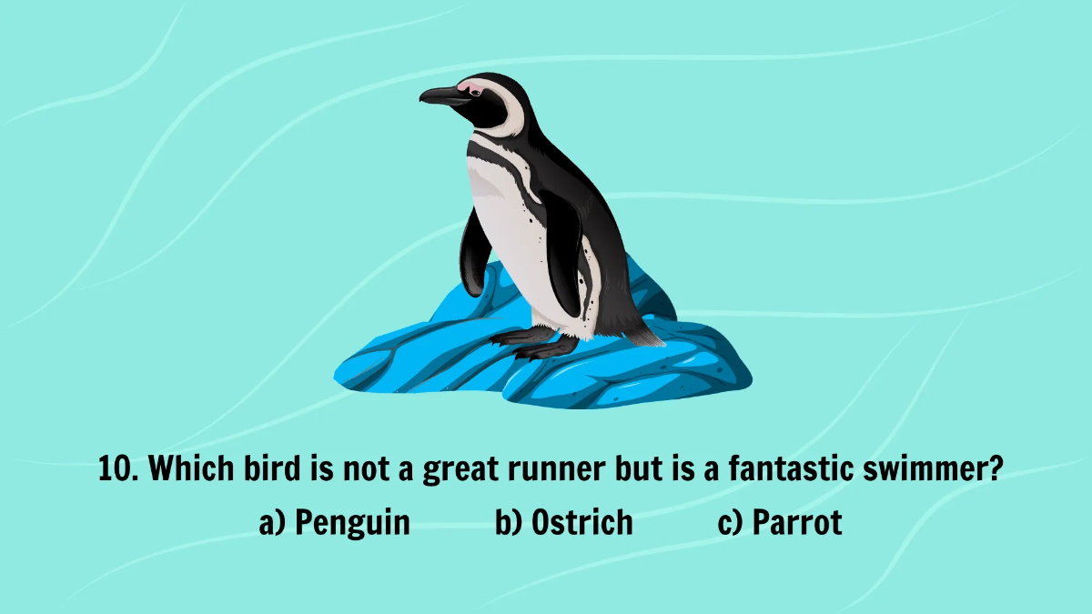 Free Introduction to Different Types of Birds Template to Edit Online