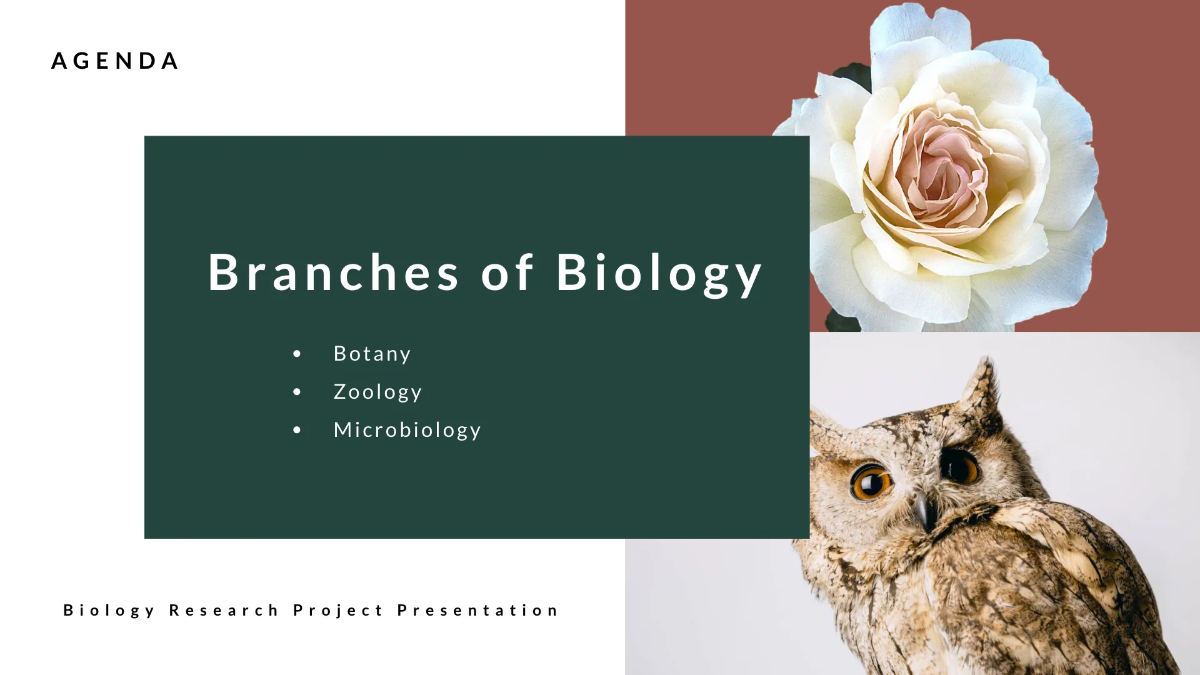 Free School Project Presentation Template to Edit Online