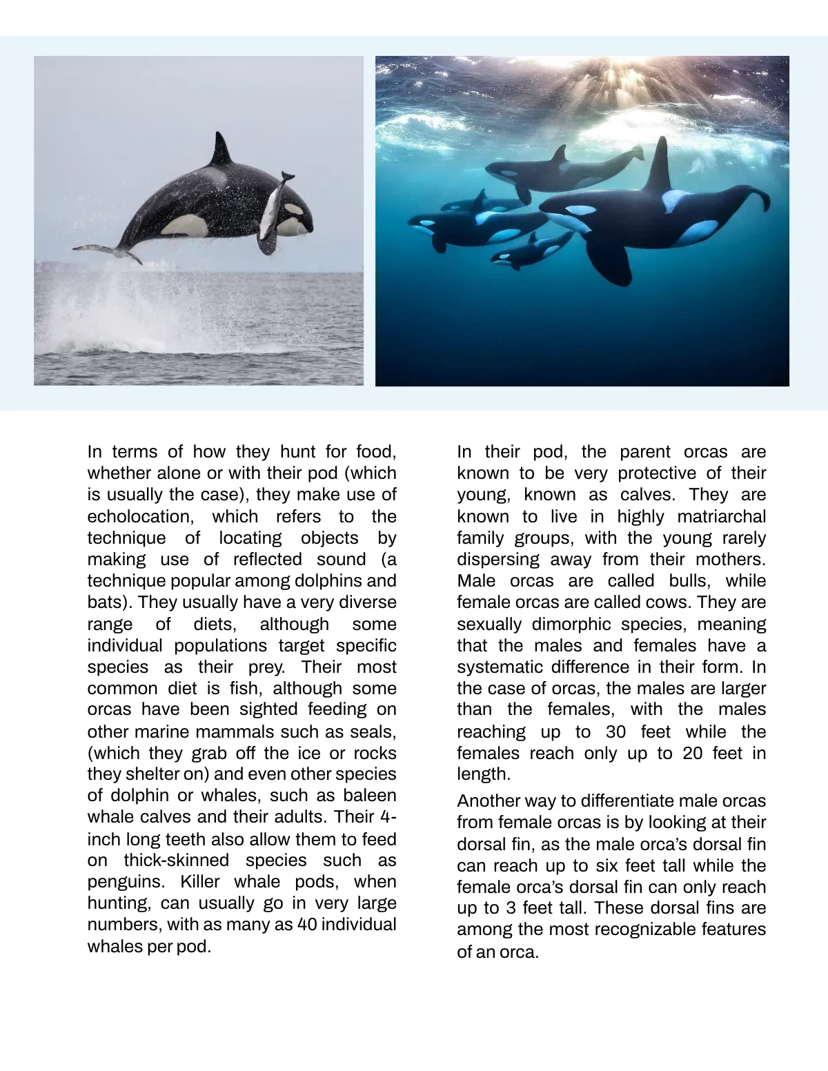 Free Nonfiction Book Template to Edit Online