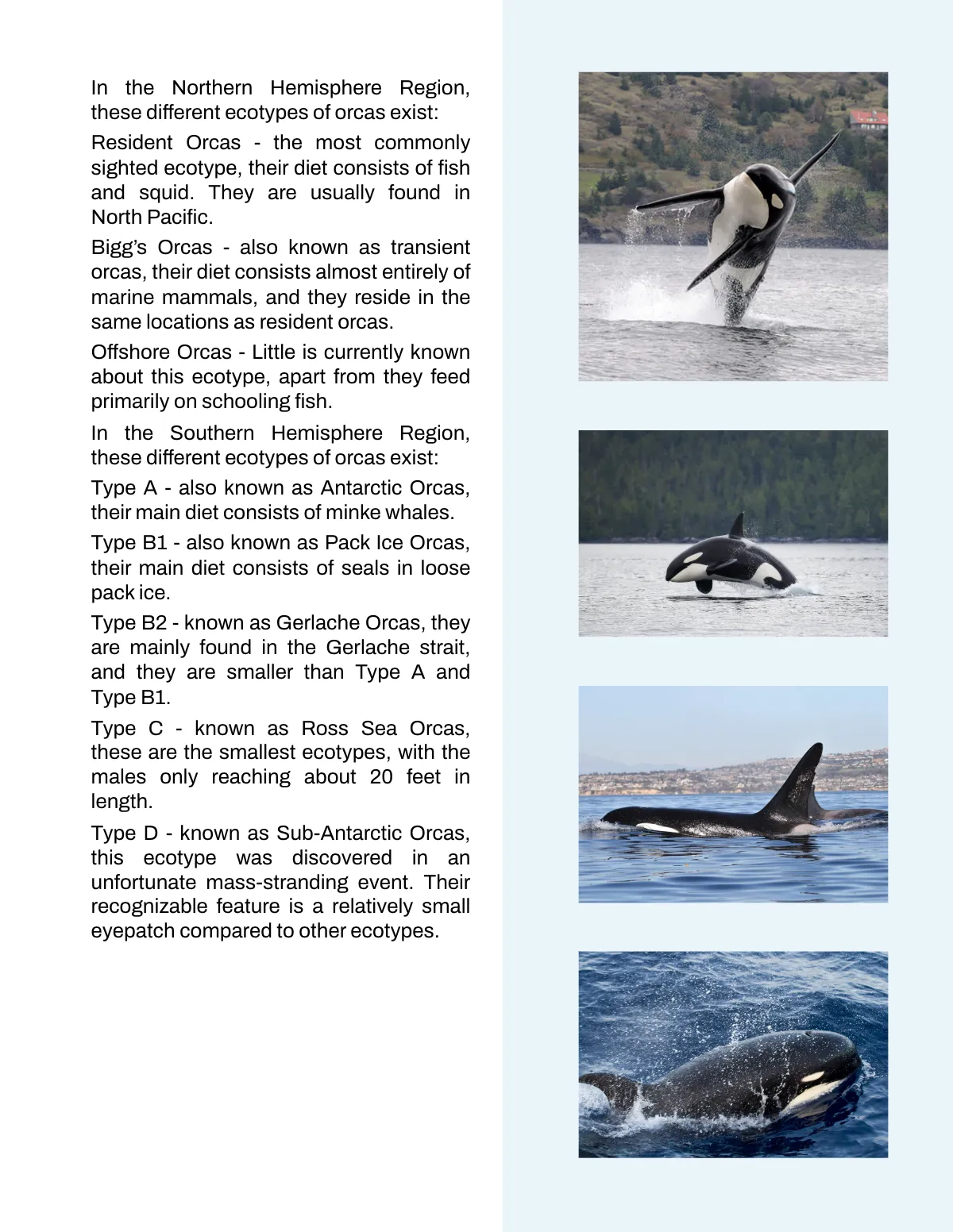 Free Nonfiction Book Template to Edit Online