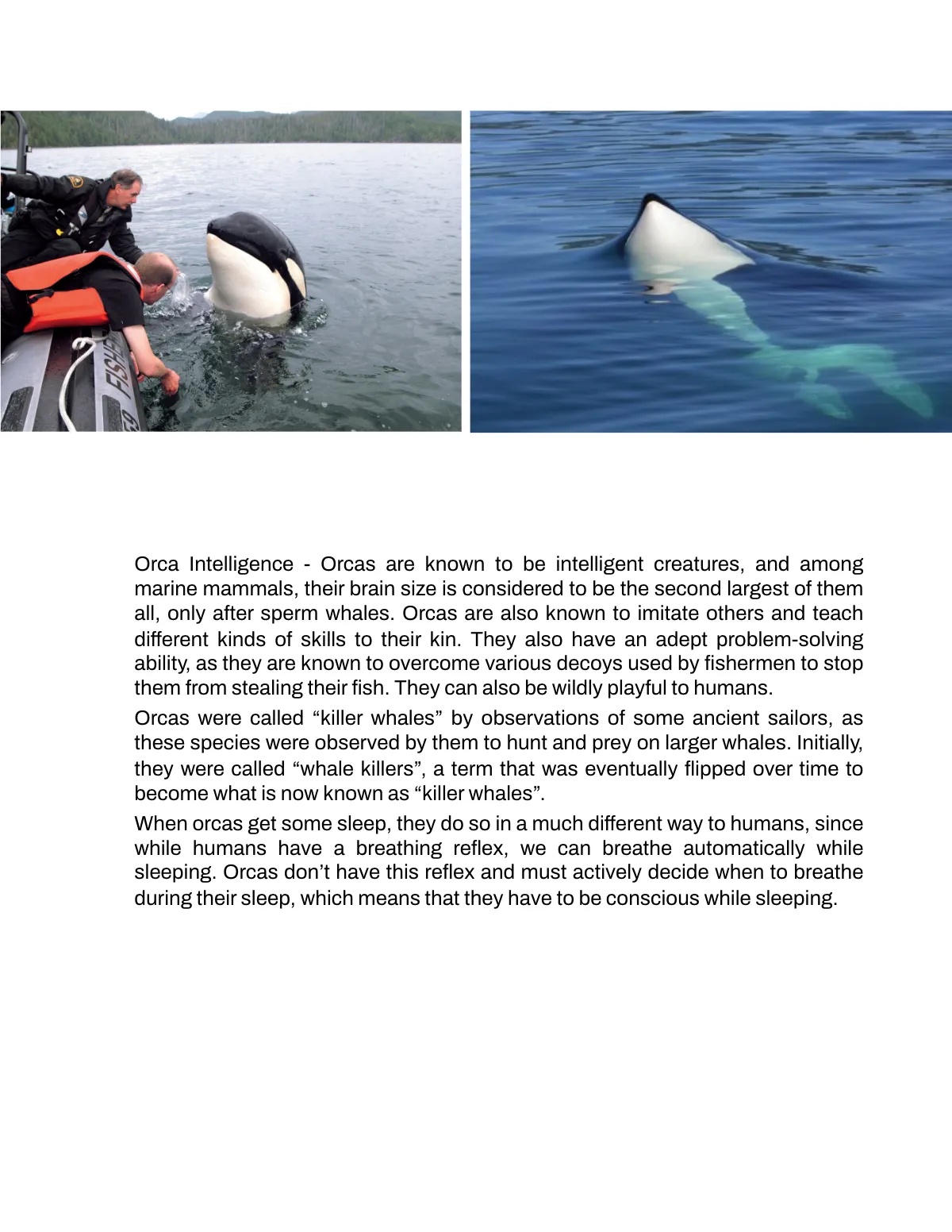 Free Nonfiction Book Template to Edit Online