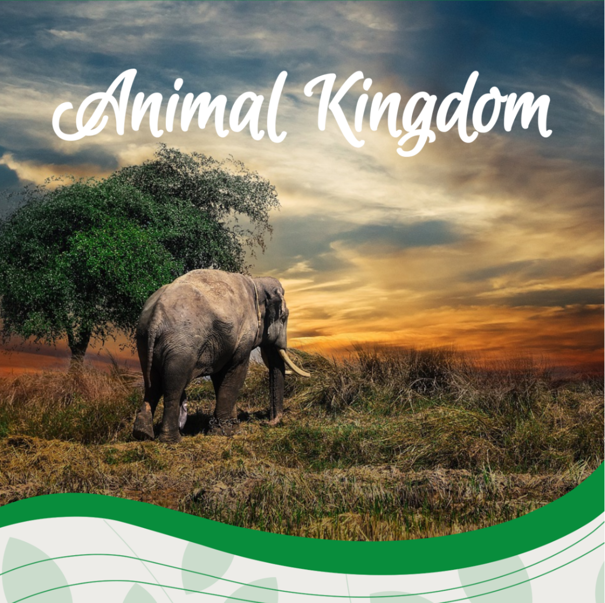 Animal Kingdom Itinerary Template - Edit Online & Download