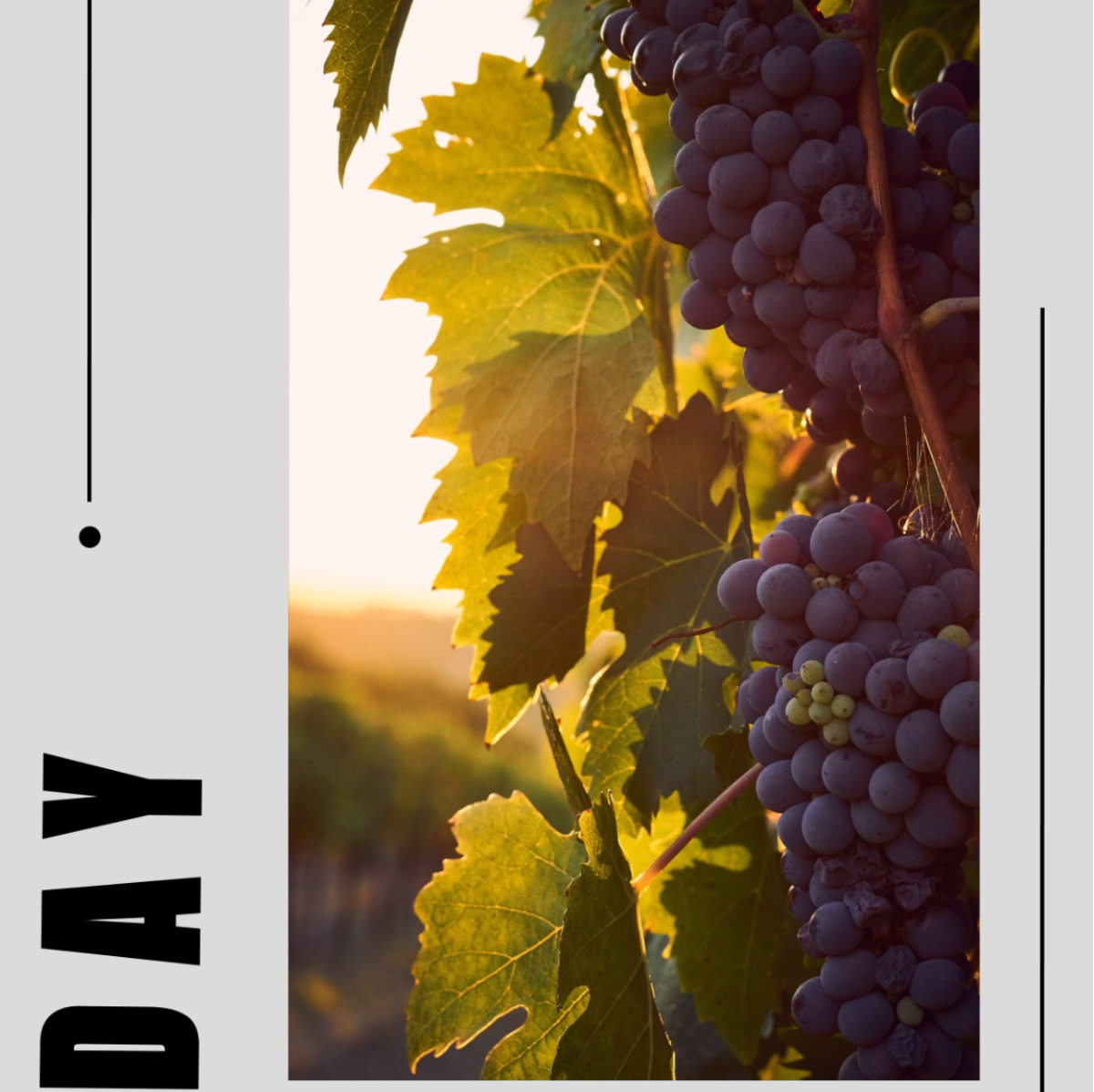 7 Day Tuscany Itinerary Template - Edit Online & Download