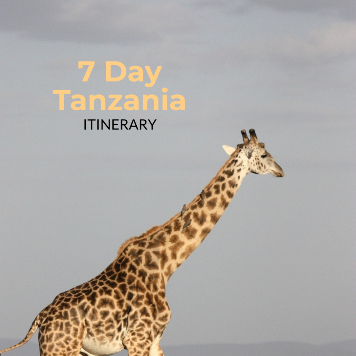 7 Day Tanzania Itinerary Template - Edit Online & Download