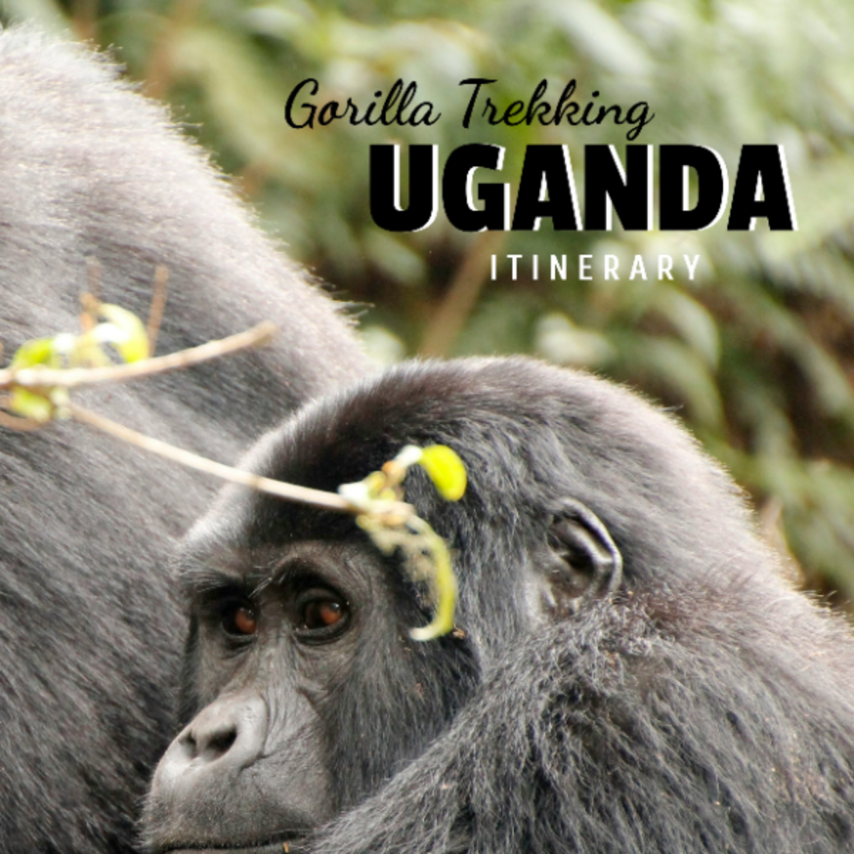 Gorilla Trekking Uganda Itinerary Template - Edit Online & Download