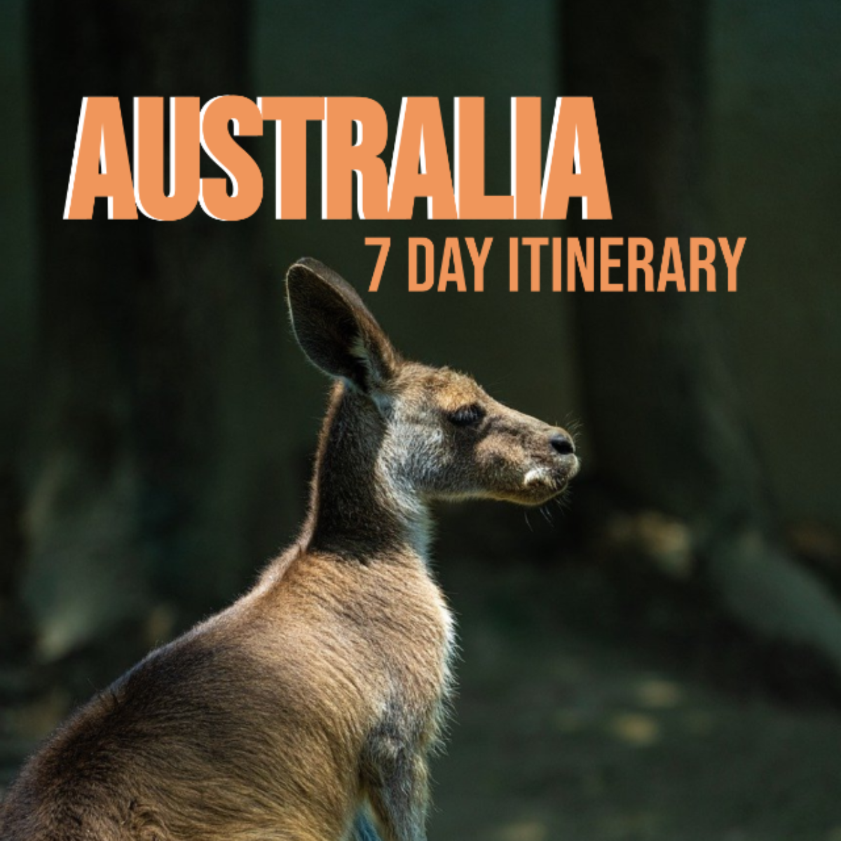 7 Day Australia Itinerary Template - Edit Online & Download