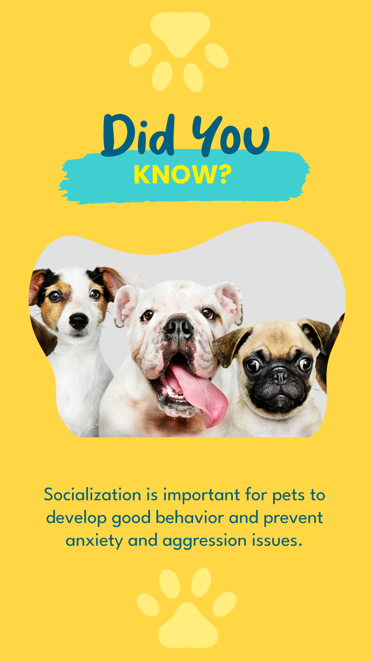 Did You Know Pet Fact Instagram Story Template