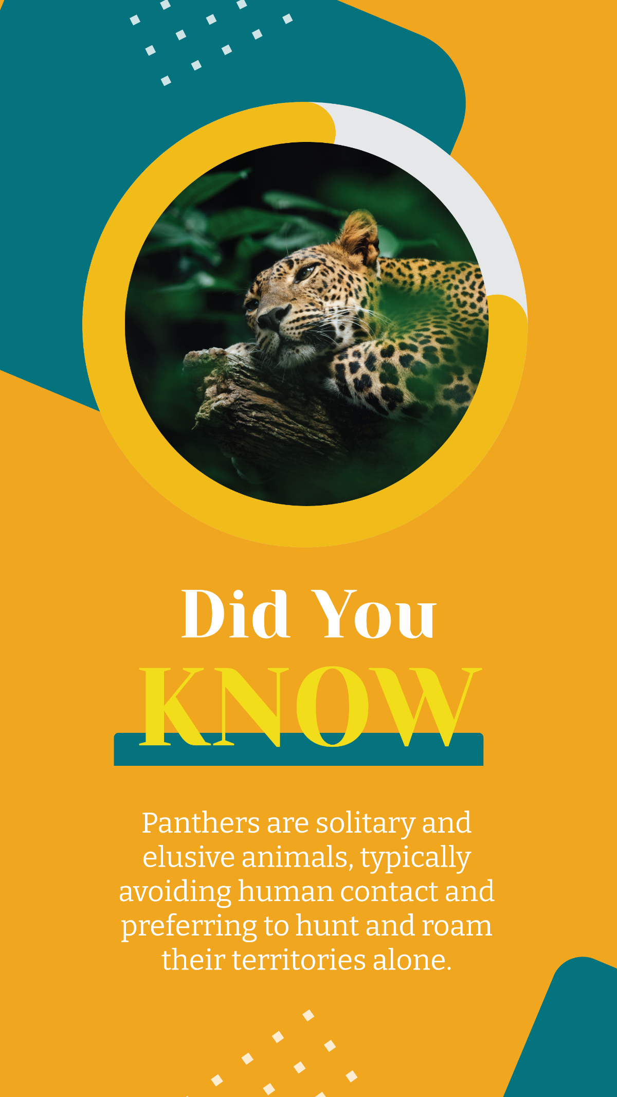Photocentric Panther Did You Know Facebook Poster