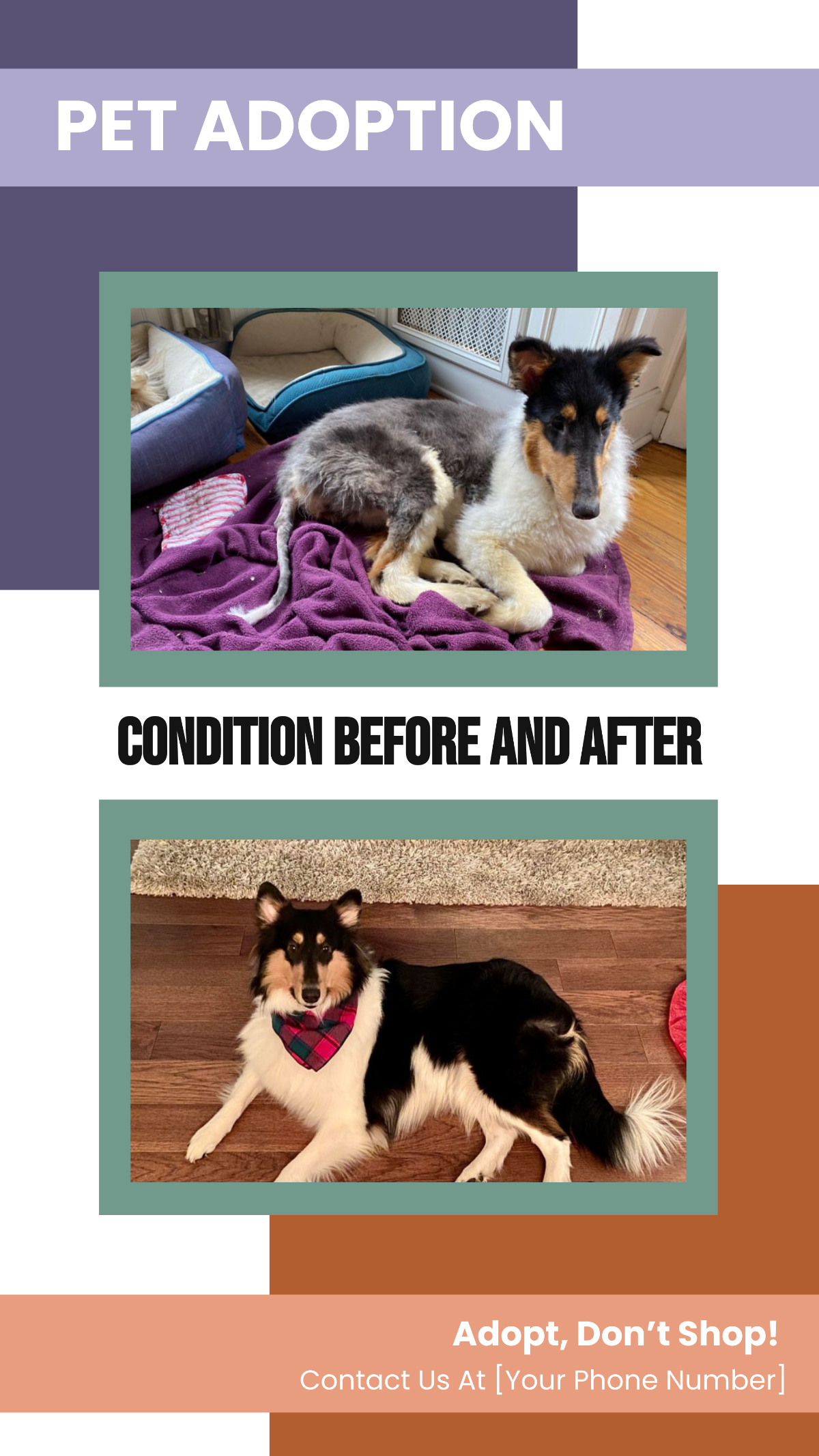 Pet Adoption Before and After Instagram Story
