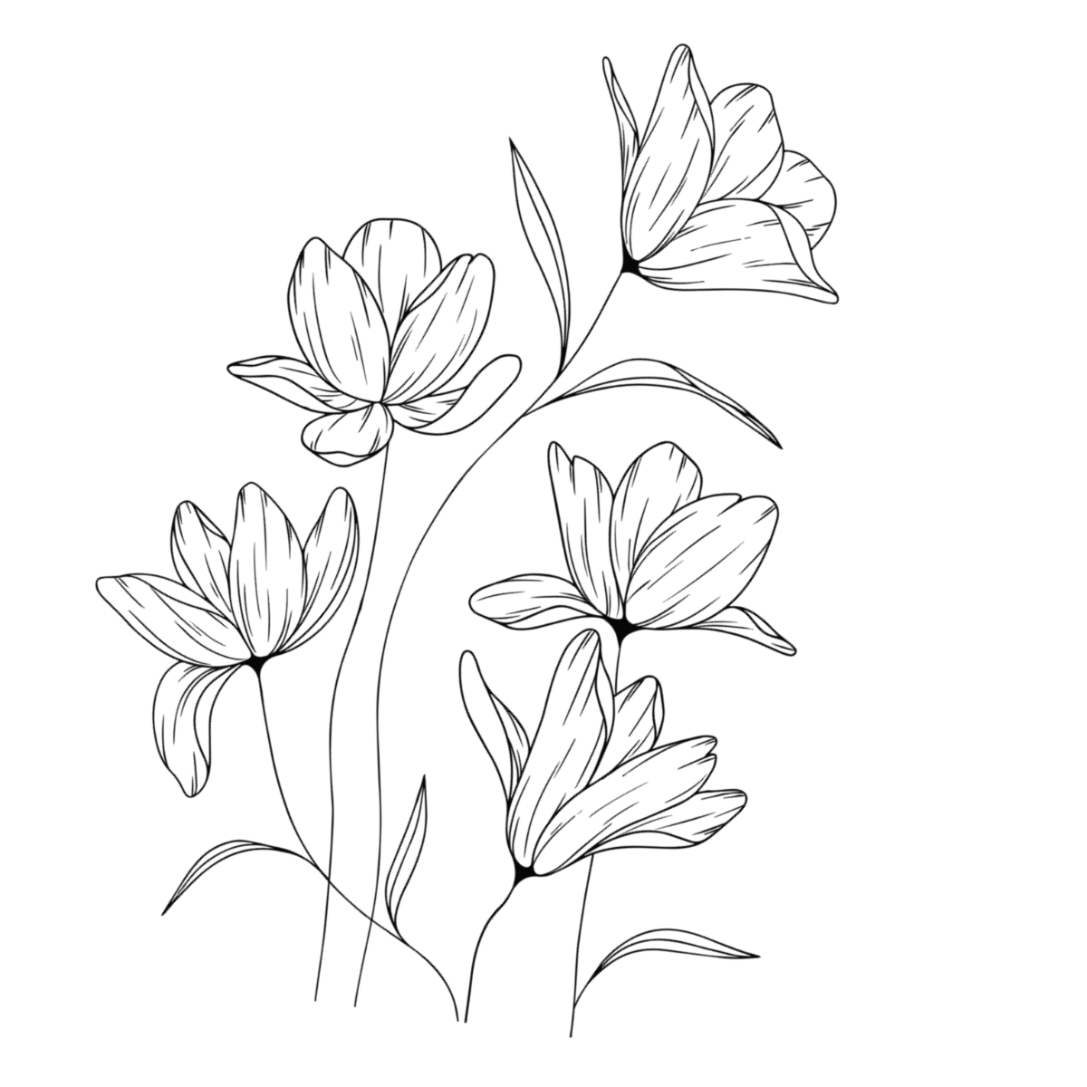 Free Drawing Flower