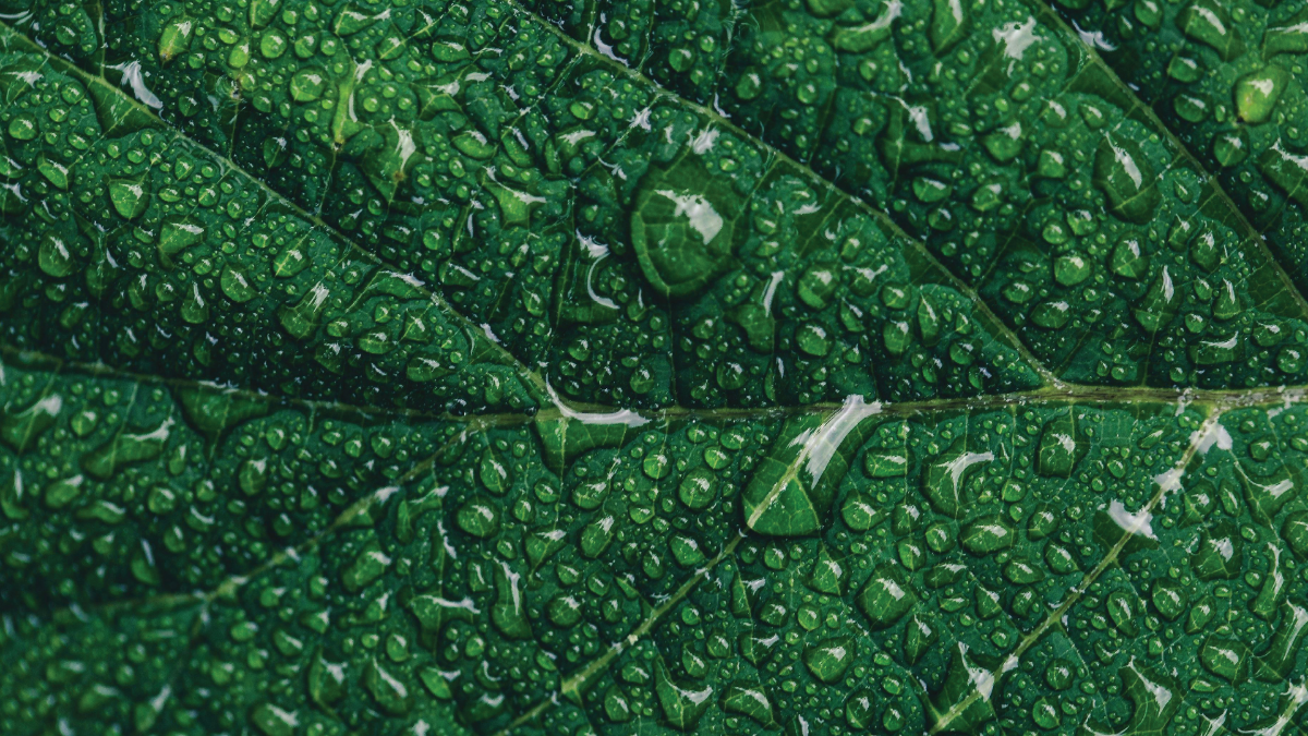 Water Leaf Texture Background
