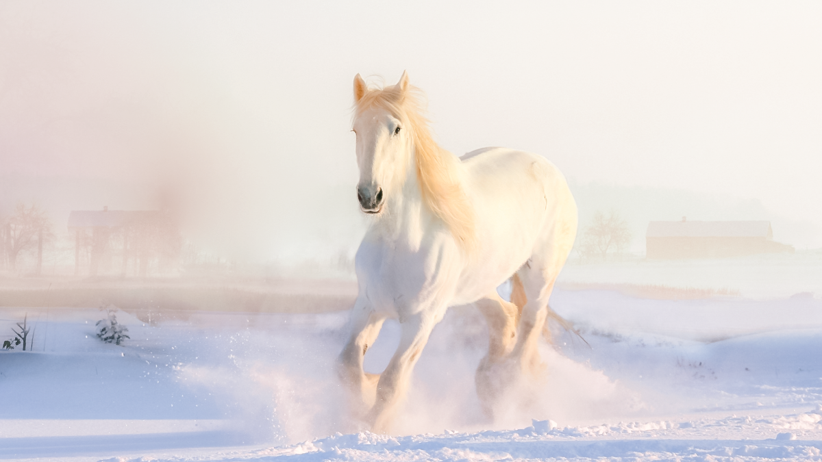 Free White Horse Background