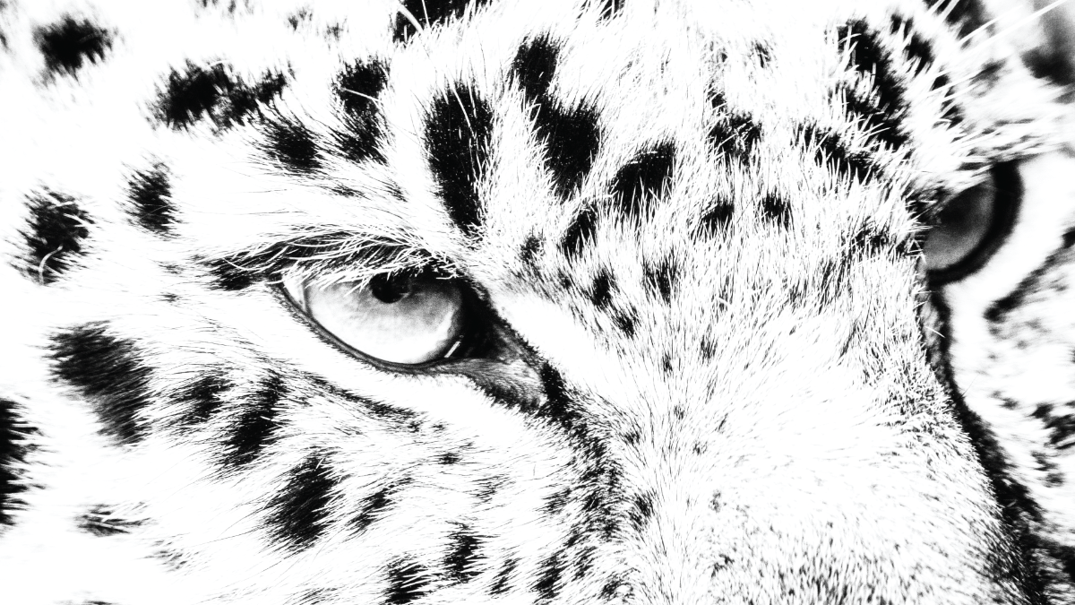 Free White Leopard Background