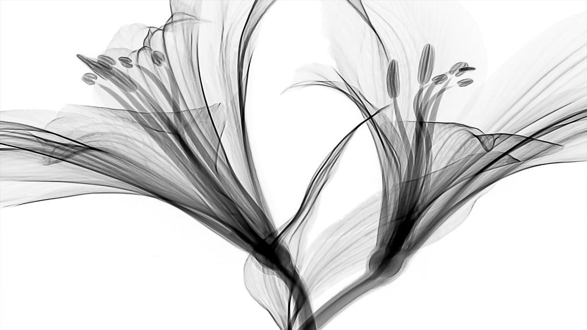 Free Abstract Flower Background