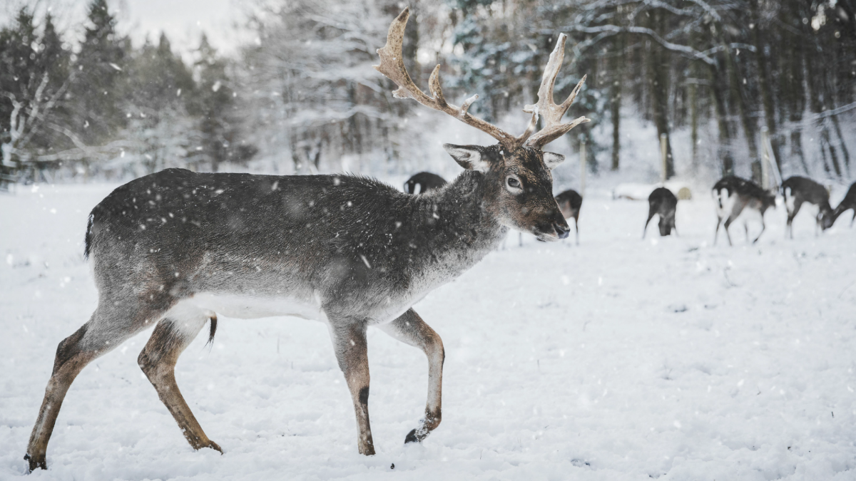 Free Winter Deer Background
