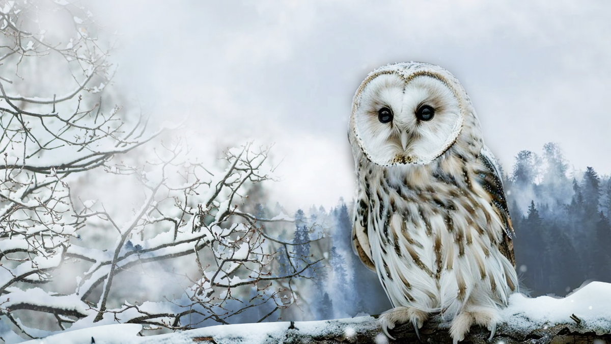 Free Winter Owl Background