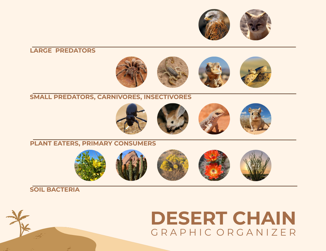 Desert Chain Graphic Organizer