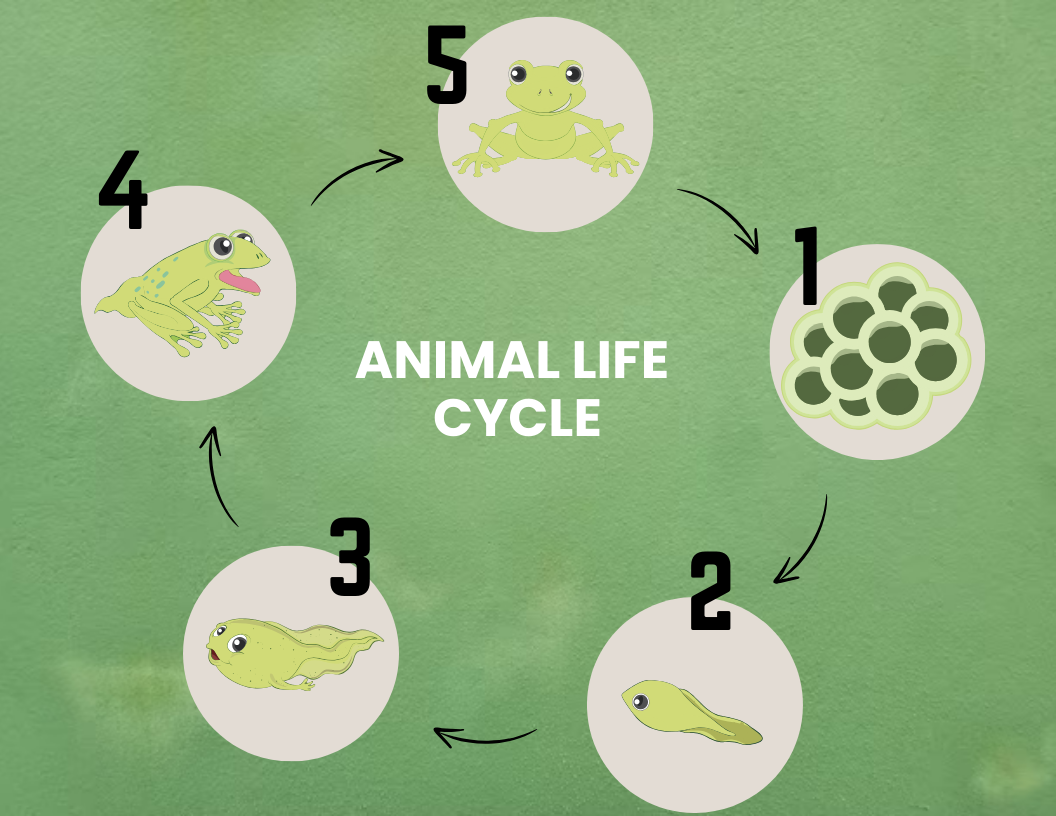 Animal Life Cycle Graphic Organizer