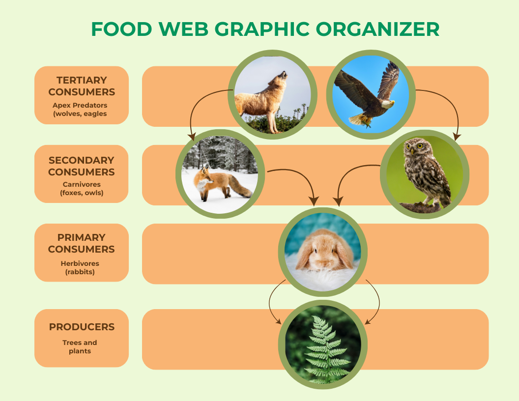 Food Web Graphic Organizer
