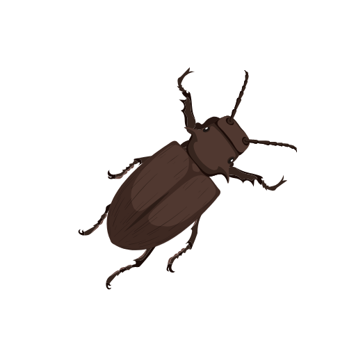 Beetle Insect
