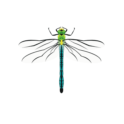 Dragonfly Insect