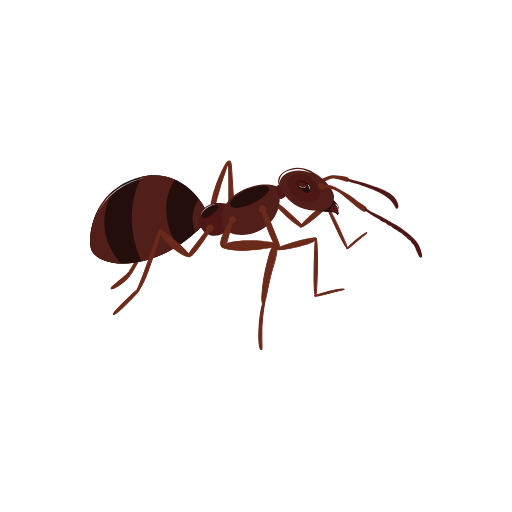 Ant Insect