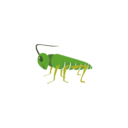 Mantophasma Insect