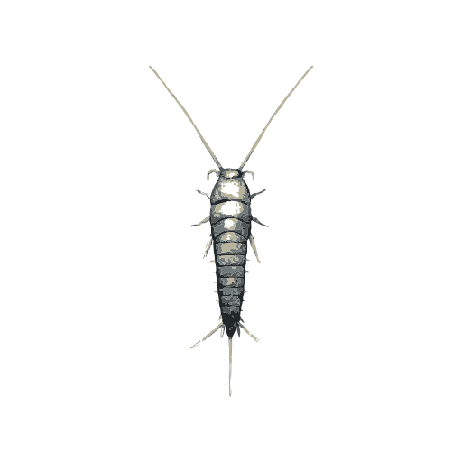 Silverfish Insect