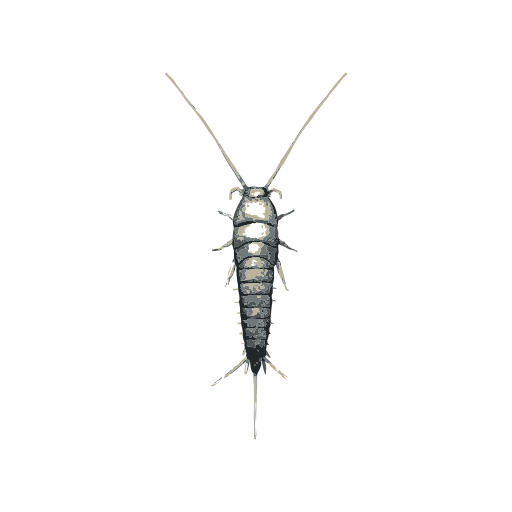 Silverfish Insect Image - Edit Online | Template.net