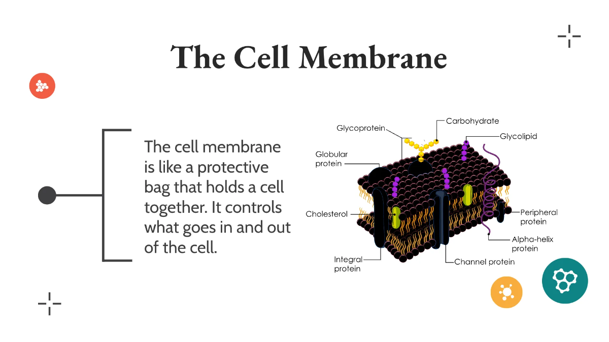 Free Understanding Cells Template to Edit Online