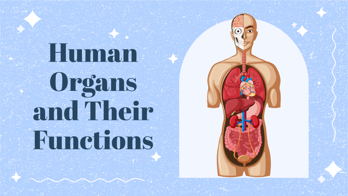 Human Organs and Their Functions