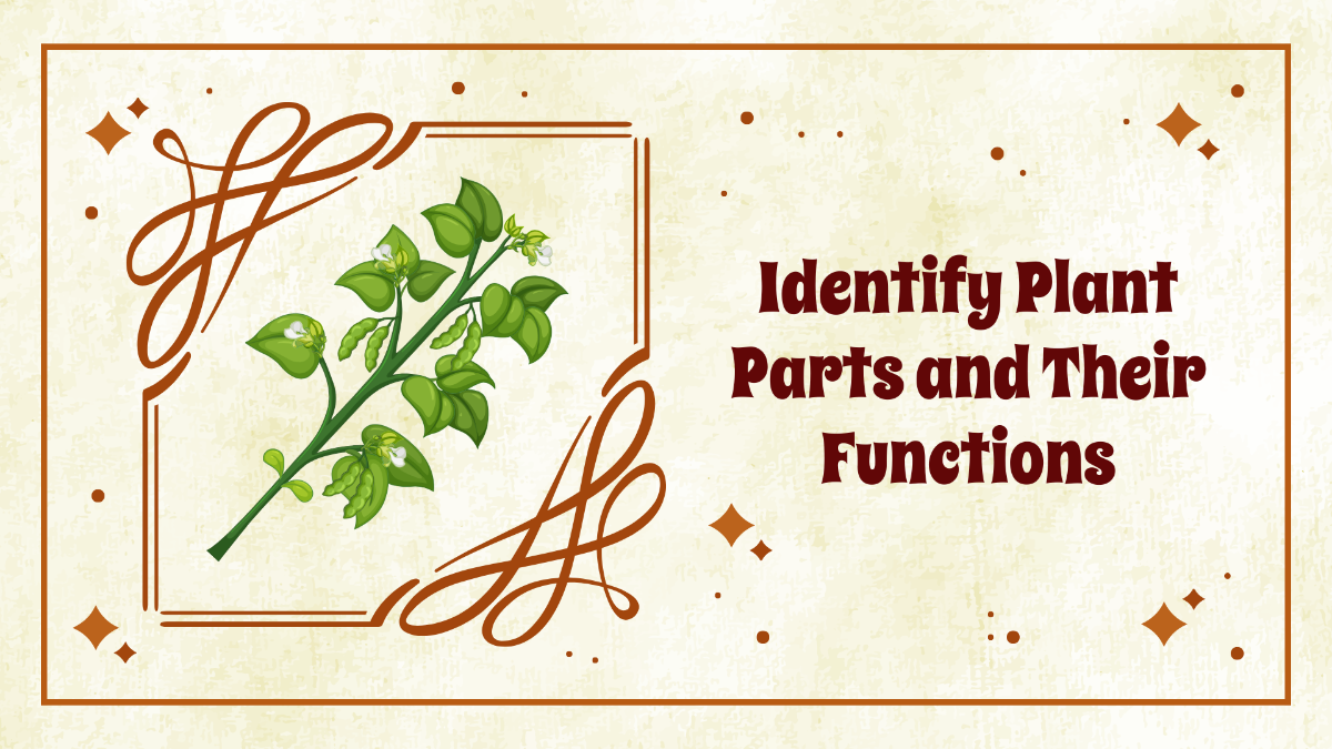 Identify Plant Parts and Their Functions
