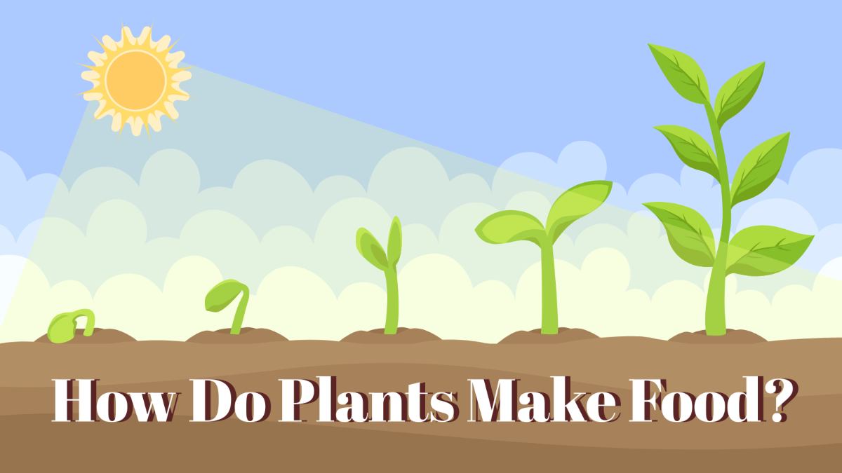 How Do Plants Make Food?