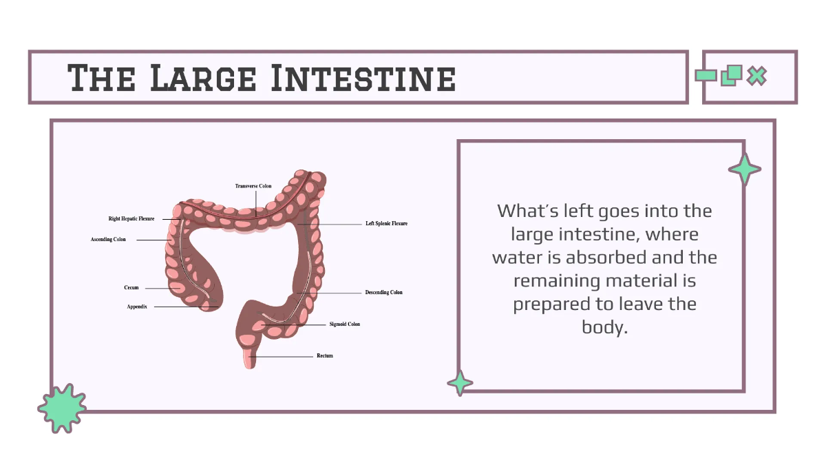 Free Body Systems:Digestion Template to Edit Online