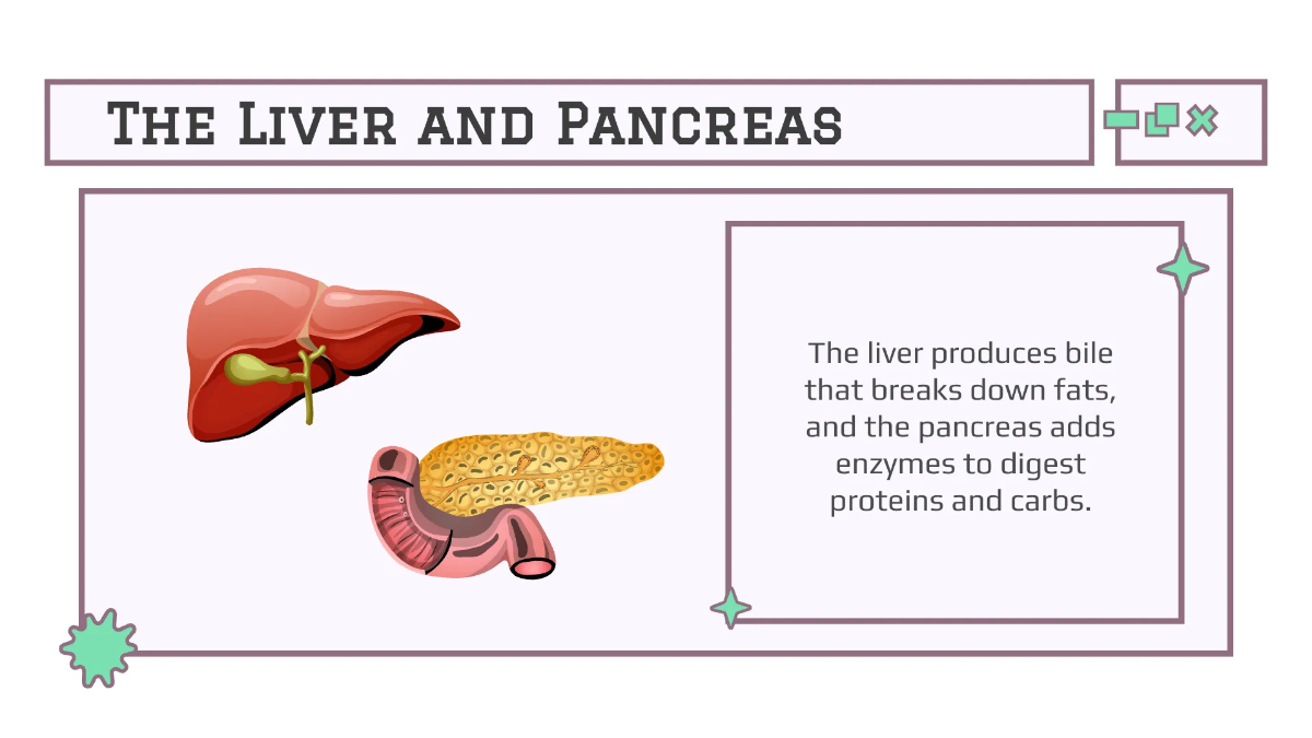 Free Body Systems:Digestion Template to Edit Online