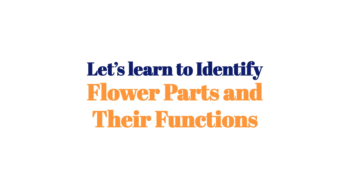 Free Identify Flower Parts and Their Functions Template to Edit Online