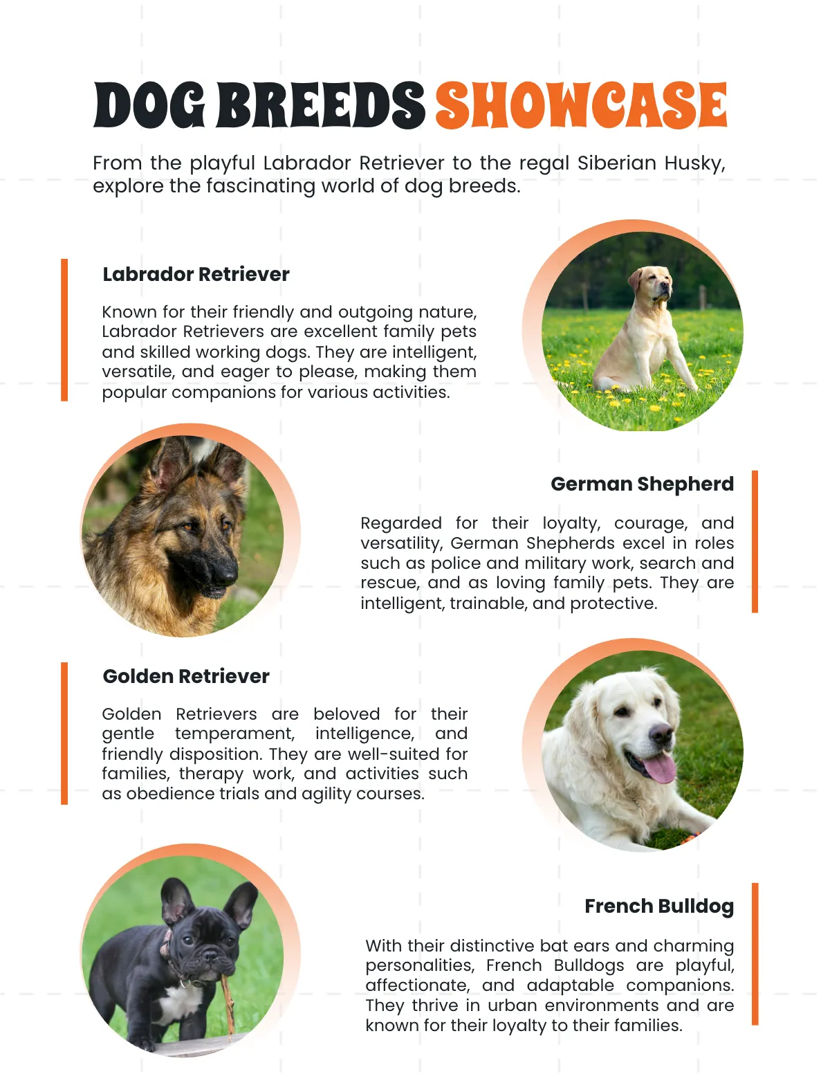 Free Dog Magazine Template to Edit Online